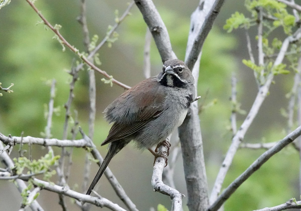 Five-striped Sparrow - Gilbert Bouchard