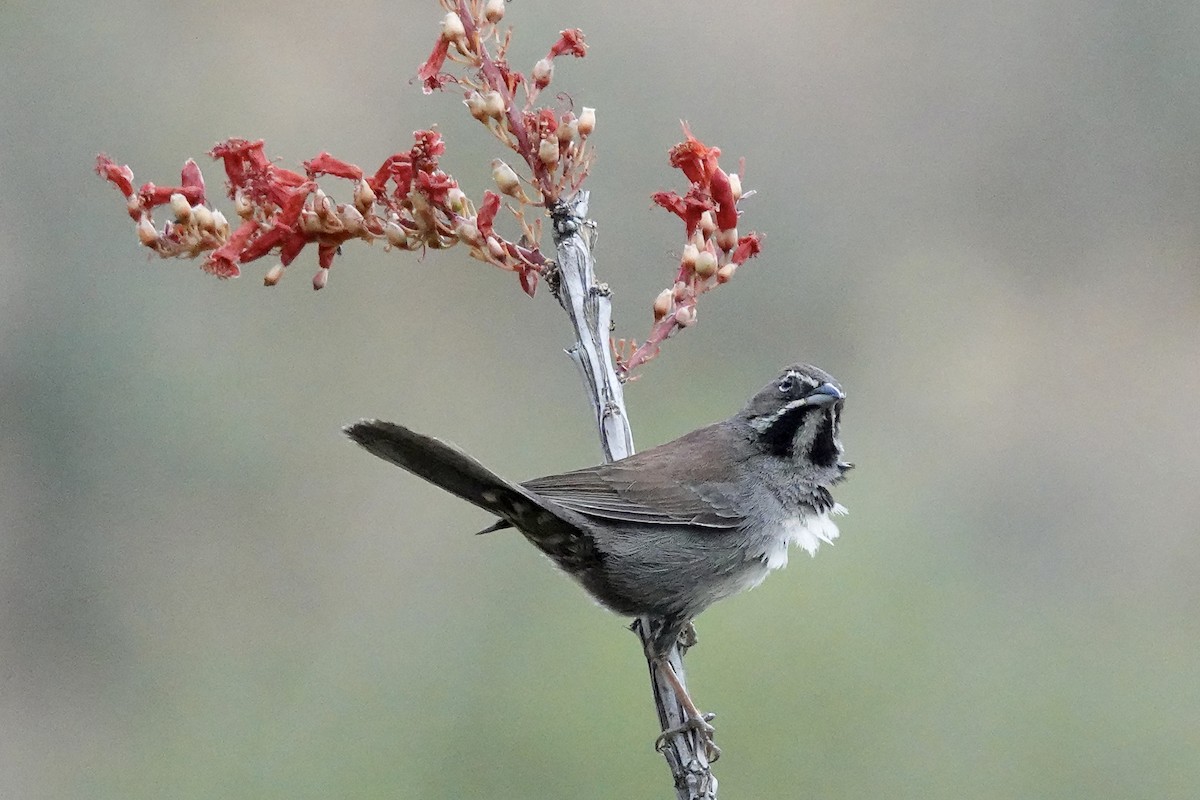 Five-striped Sparrow - Gilbert Bouchard