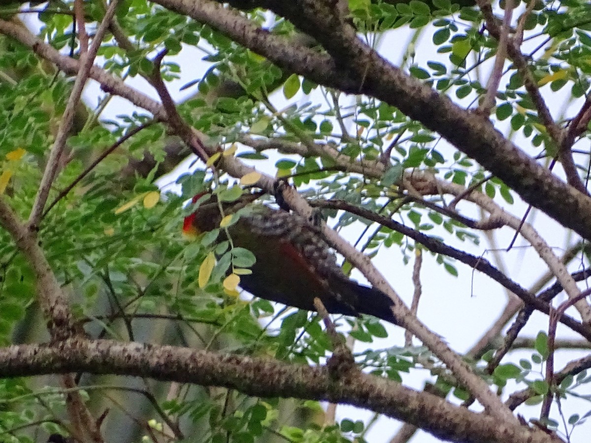 Lesser Yellownape - Sri Srikumar