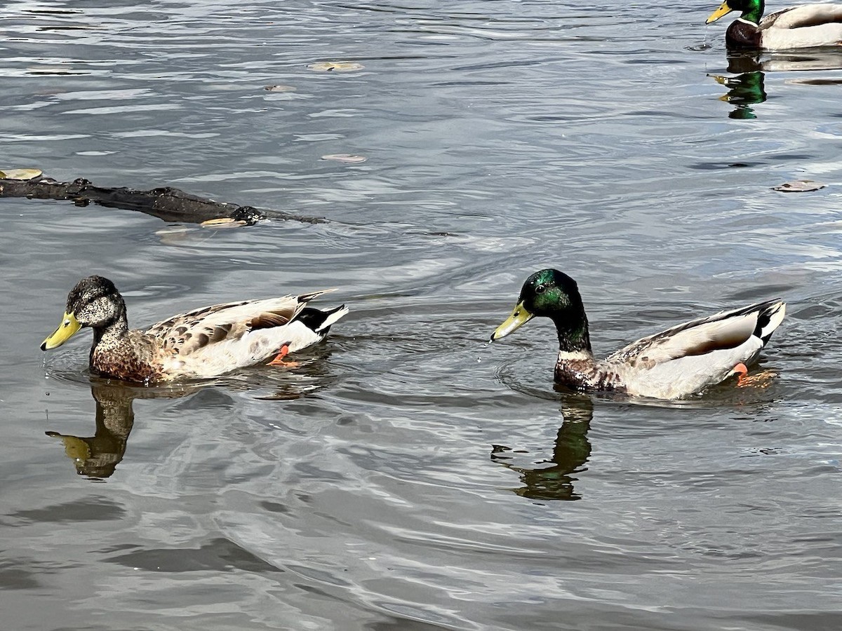 Canard colvert - ML619382799