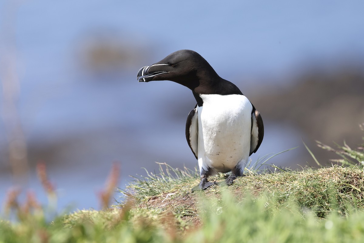 Razorbill - ML619382806