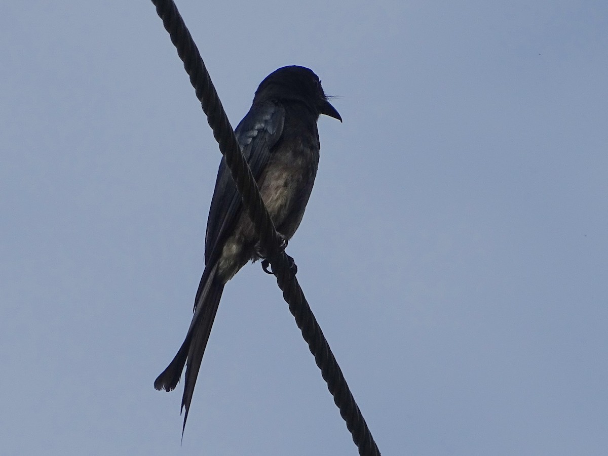 White-bellied Drongo - Sri Srikumar