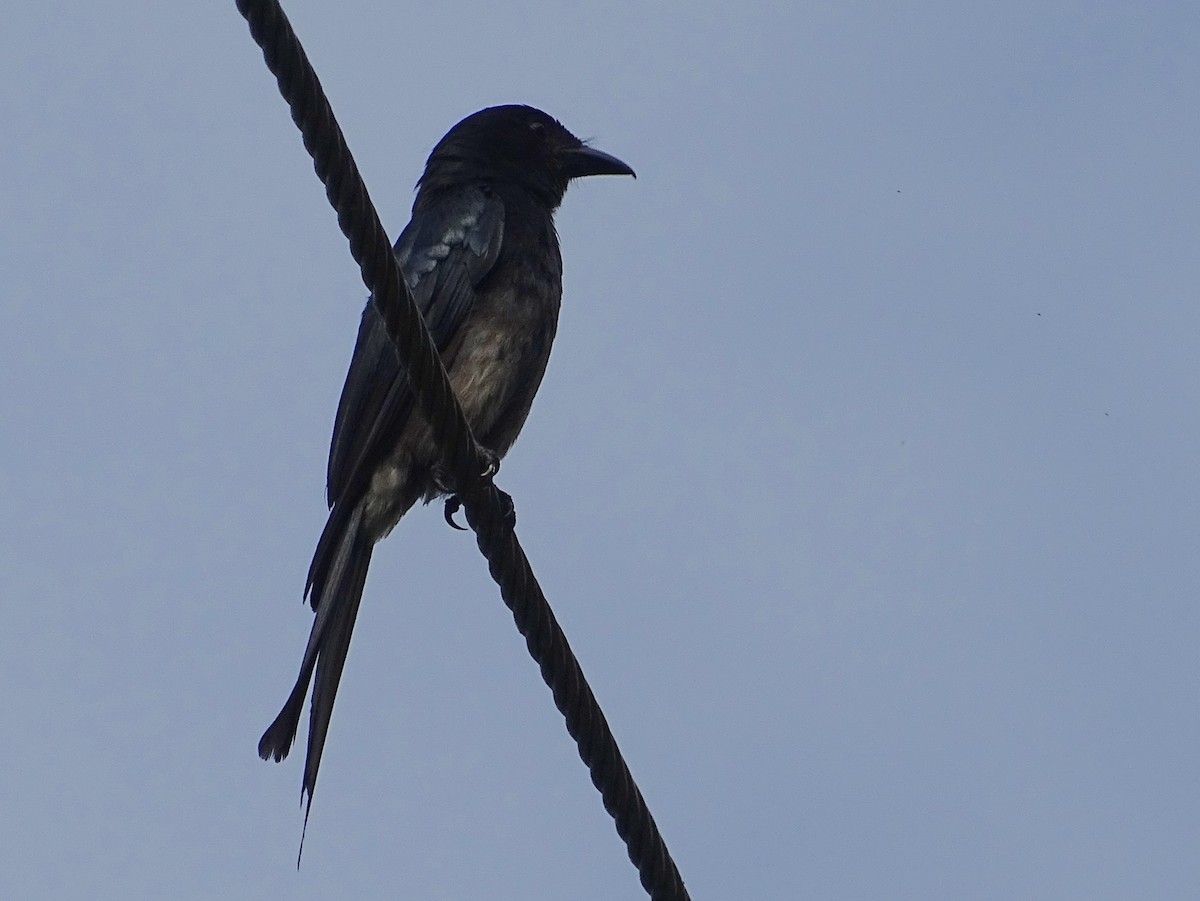 White-bellied Drongo - Sri Srikumar