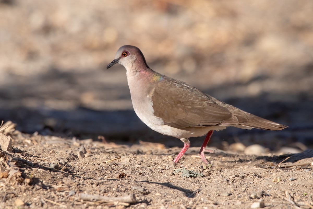 White-tipped Dove - Jonathan Vargas