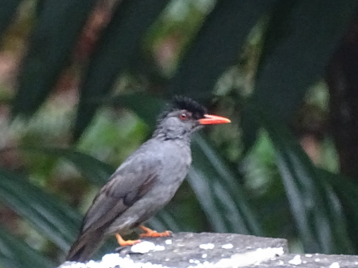 Square-tailed Bulbul - Sri Srikumar