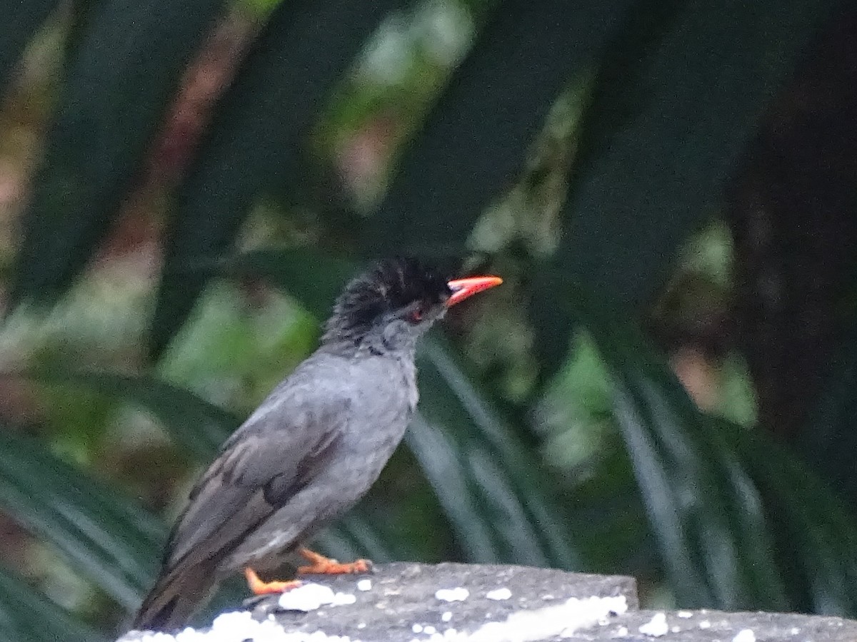 Bulbul des Ghats - ML619382815