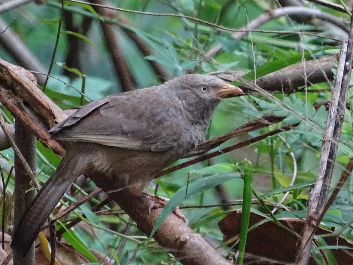 Yellow-billed Babbler - Sri Srikumar