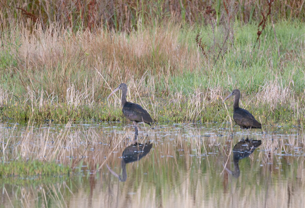 Glossy Ibis - ML619382822