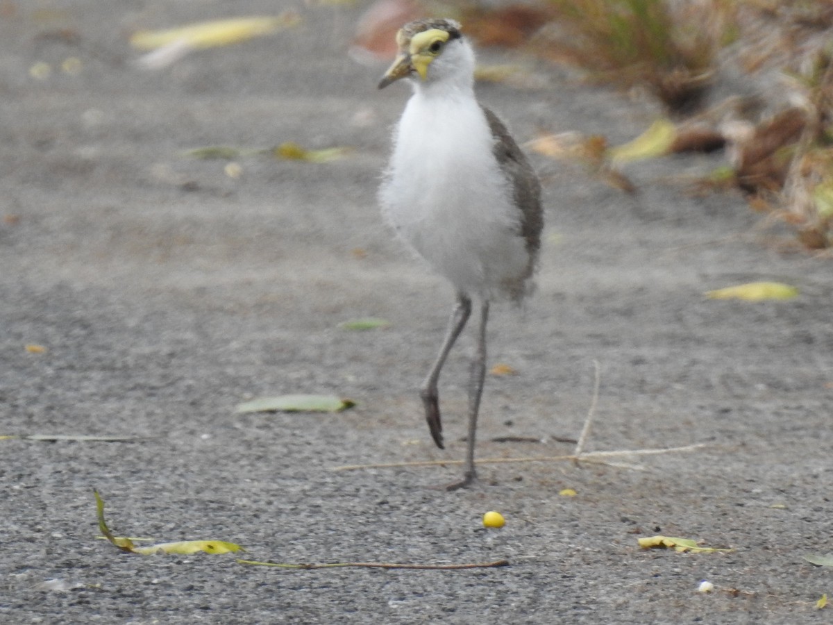 Masked Lapwing - Monica Mesch