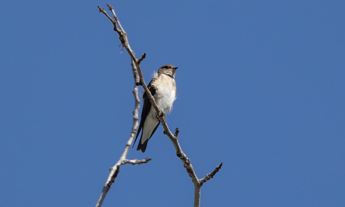 Northern Rough-winged Swallow - Paul Fenwick