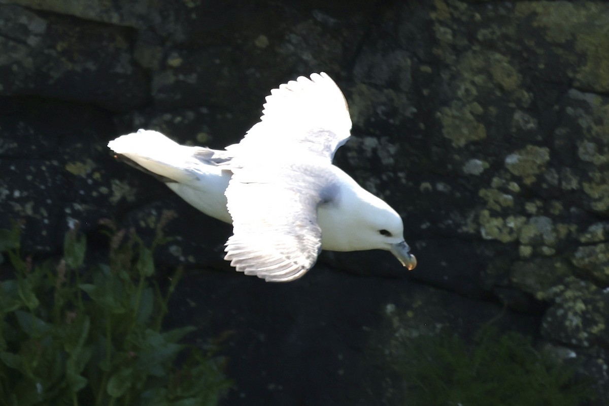 Northern Fulmar - ML619382873