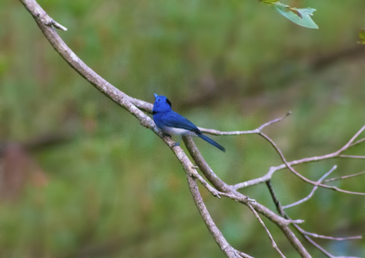 Black-naped Monarch - Jay-c Casio