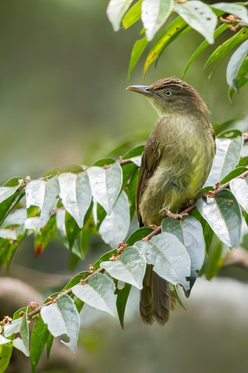 Charlotte's Bulbul - ML619382880