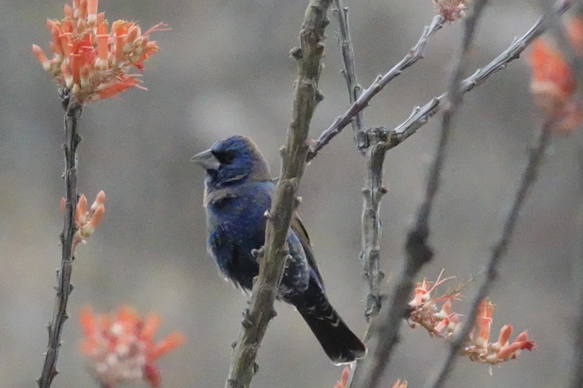 Blue Grosbeak - Gilbert Bouchard