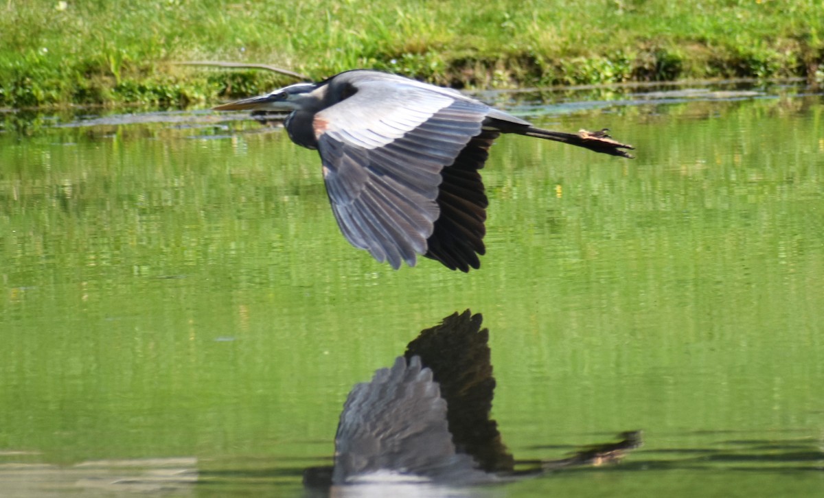 Great Blue Heron (Great Blue) - ML619382908