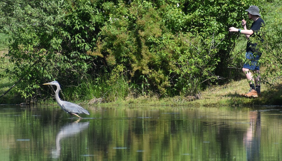 Great Blue Heron (Great Blue) - ML619382909