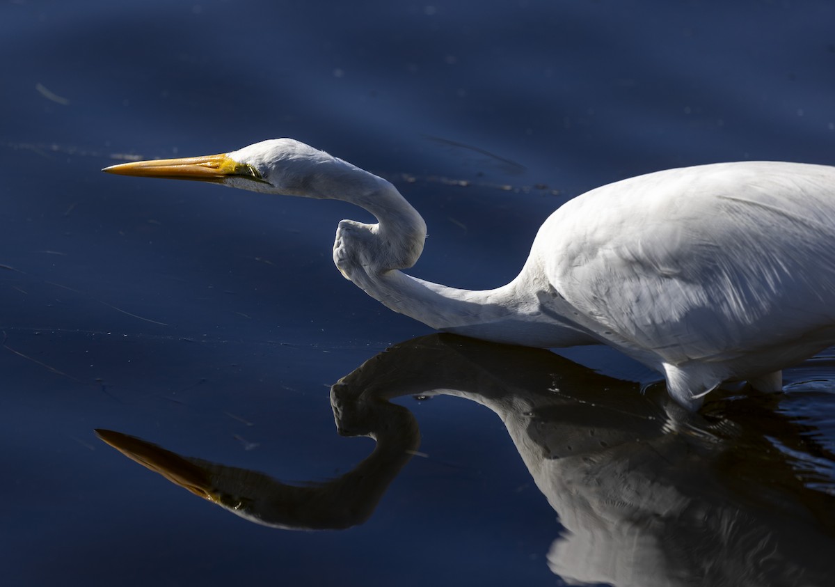 Great Egret - Louise Thomas