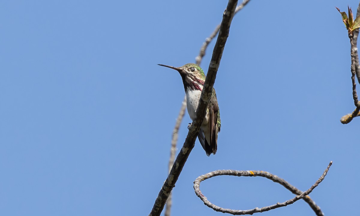 Calliope Hummingbird - Paul Fenwick