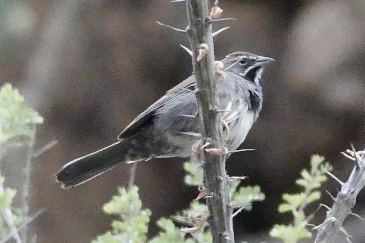 Five-striped Sparrow - Gilbert Bouchard