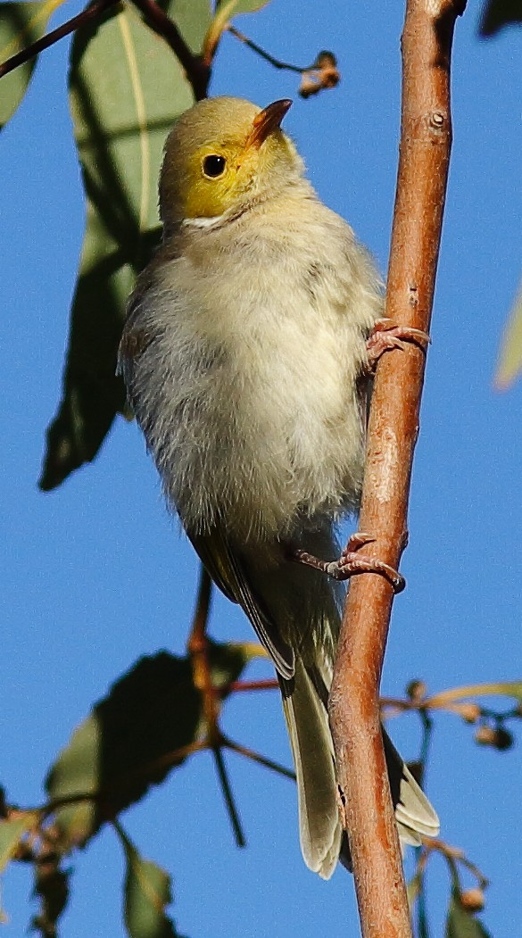 White-plumed Honeyeater - Rex Matthews