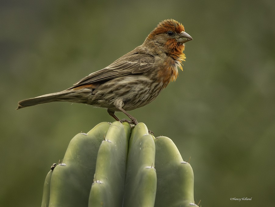 House Finch - ML619382931