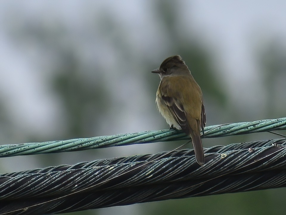 Willow Flycatcher - ML619382934