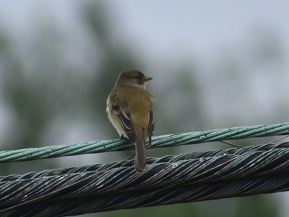 Willow Flycatcher - ML619382935