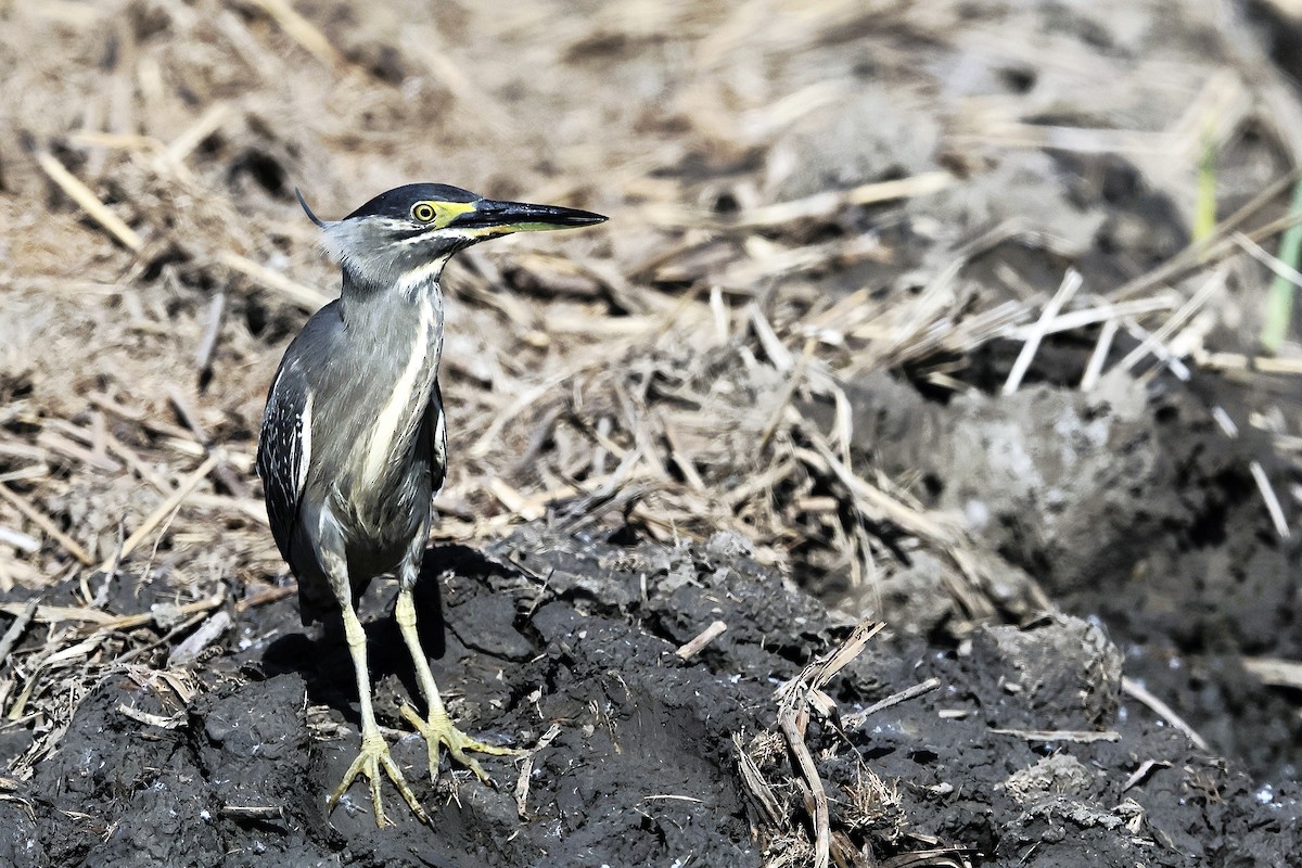 Striated Heron - ML619382955