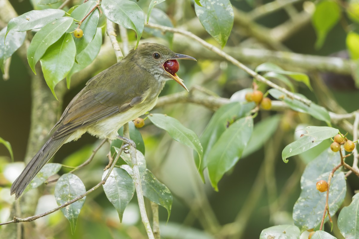 Streaked Bulbul - ML619382961