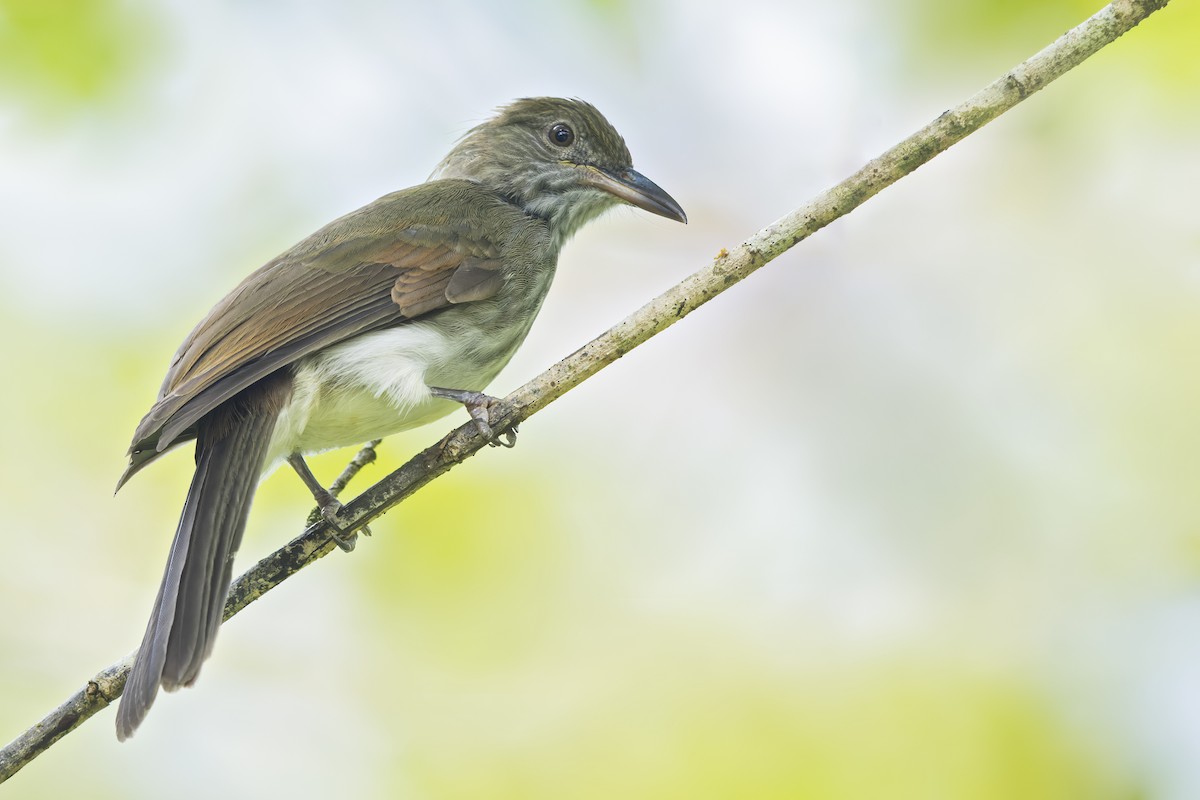 Streaked Bulbul - ML619382965