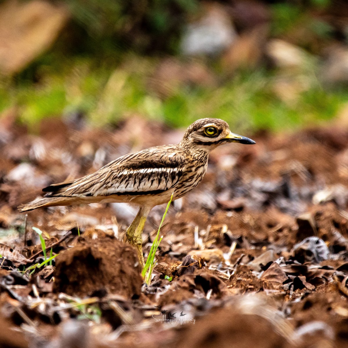 Indian Thick-knee - Soubhagya Mohanty