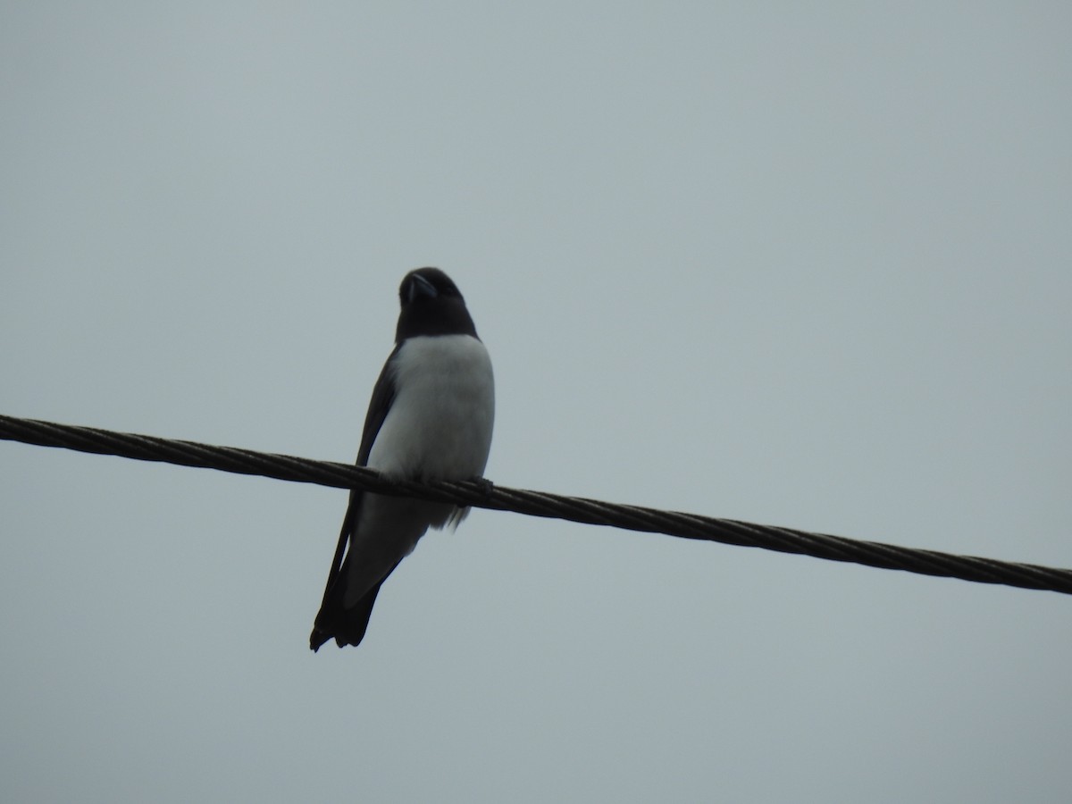 White-breasted Woodswallow - Monica Mesch