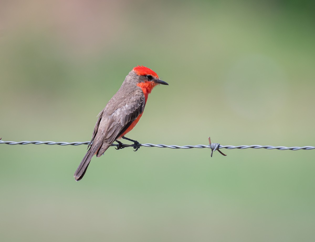 Vermilion Flycatcher - Daniel Mérida