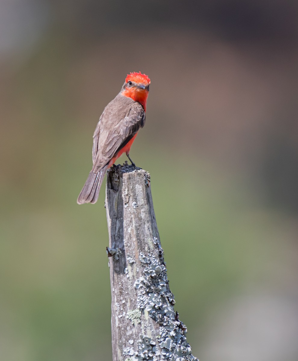 Vermilion Flycatcher - Daniel Mérida