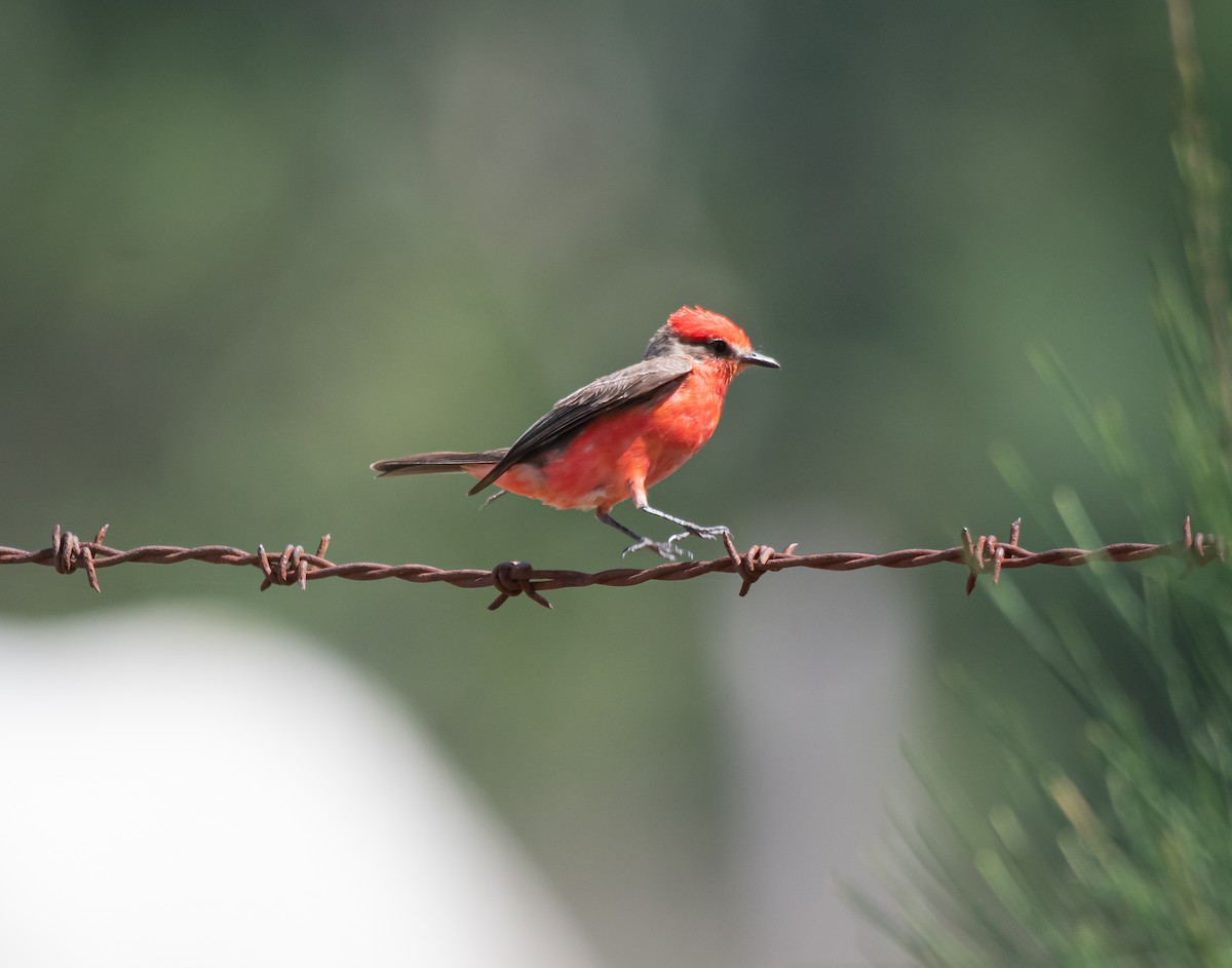 Vermilion Flycatcher - Daniel Mérida