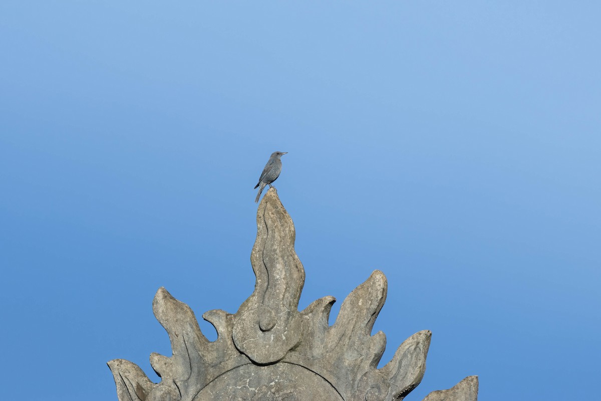 Blue Rock-Thrush - Bao Shen Yap