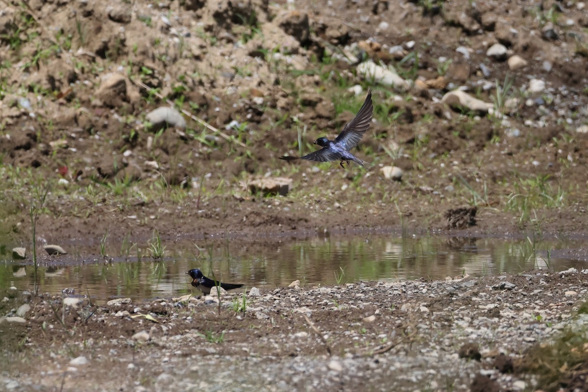 Barn Swallow - ML619383009