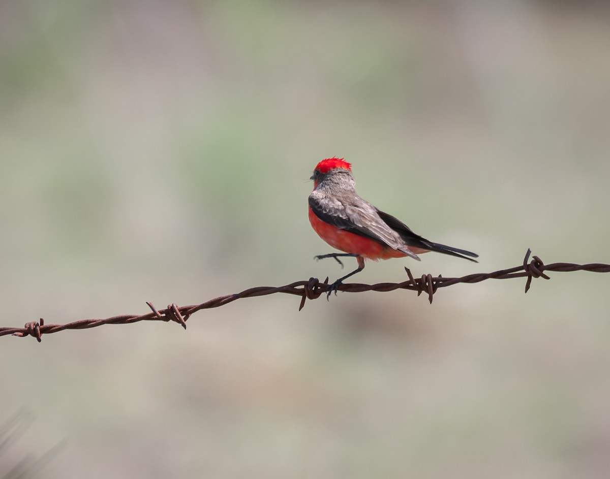 Vermilion Flycatcher - Daniel Mérida