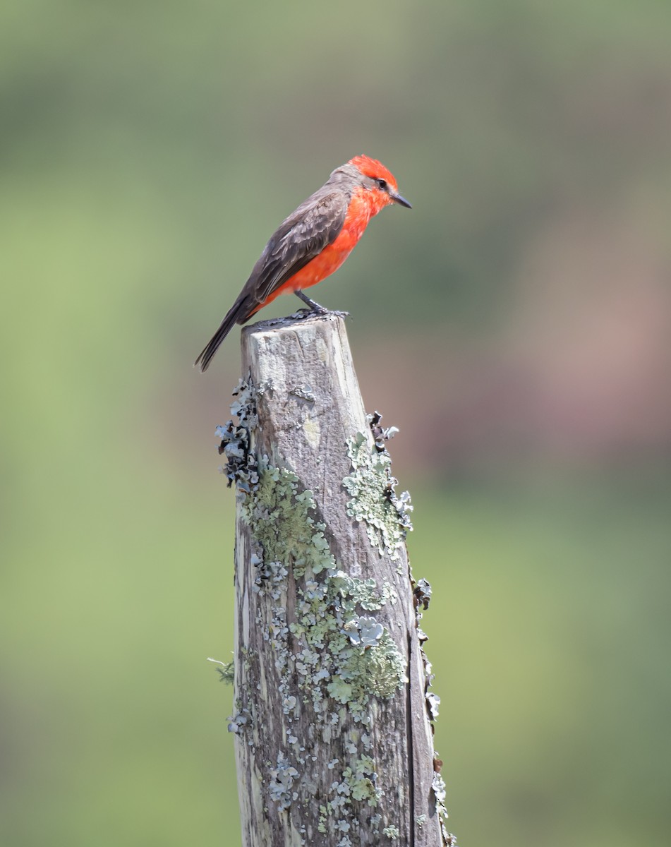 Vermilion Flycatcher - Daniel Mérida