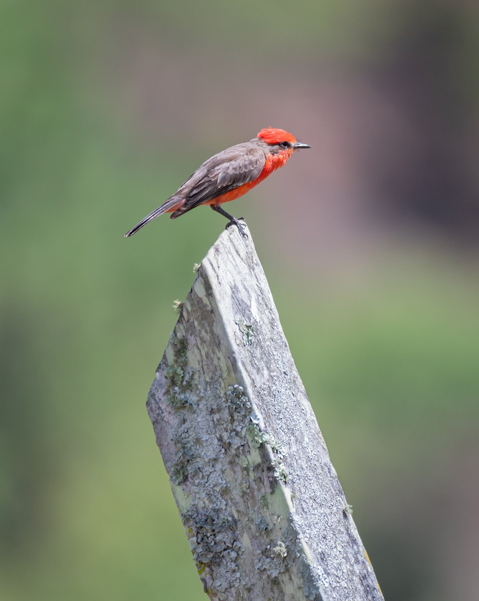 Vermilion Flycatcher - Daniel Mérida