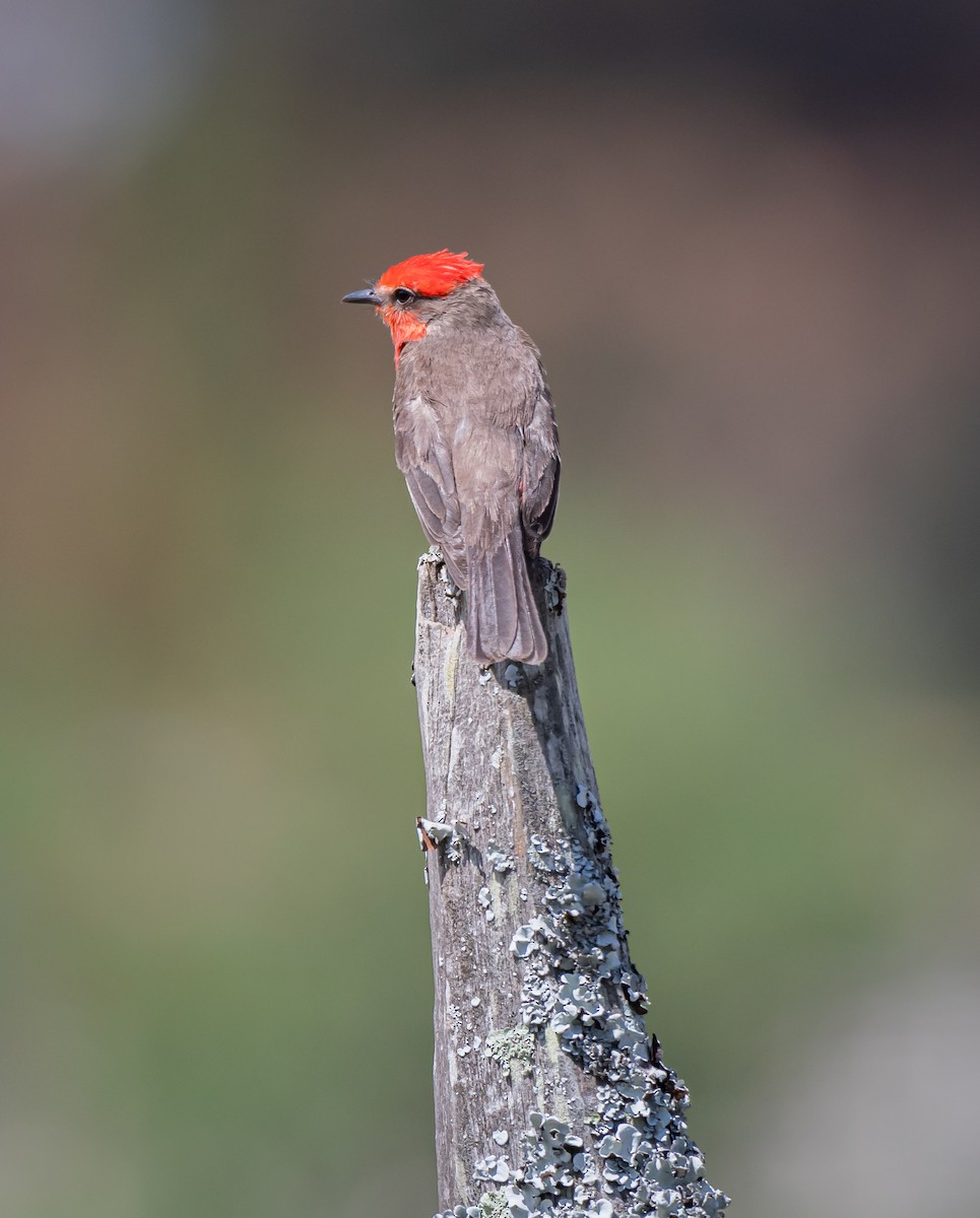 Vermilion Flycatcher - Daniel Mérida