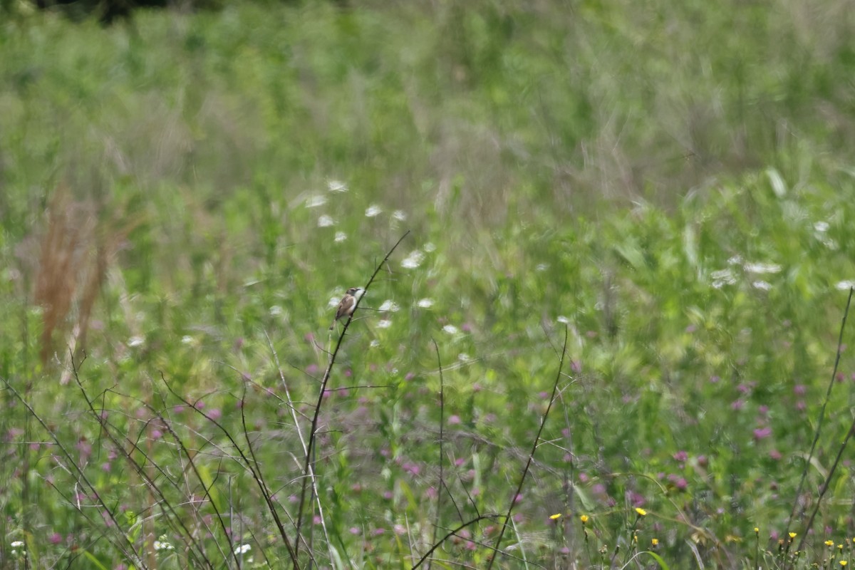 Zitting Cisticola - ML619383027