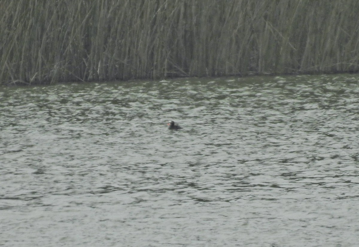 Surf Scoter - Sam Talarigo