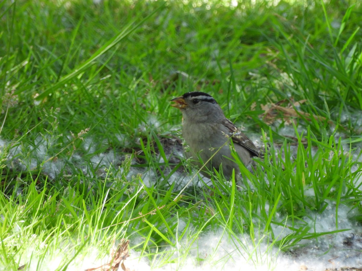 White-crowned Sparrow - Mark Stevens