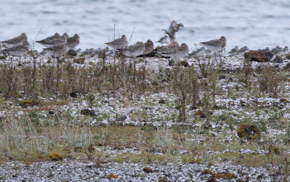 Marsh Sandpiper - Ben Ackerley