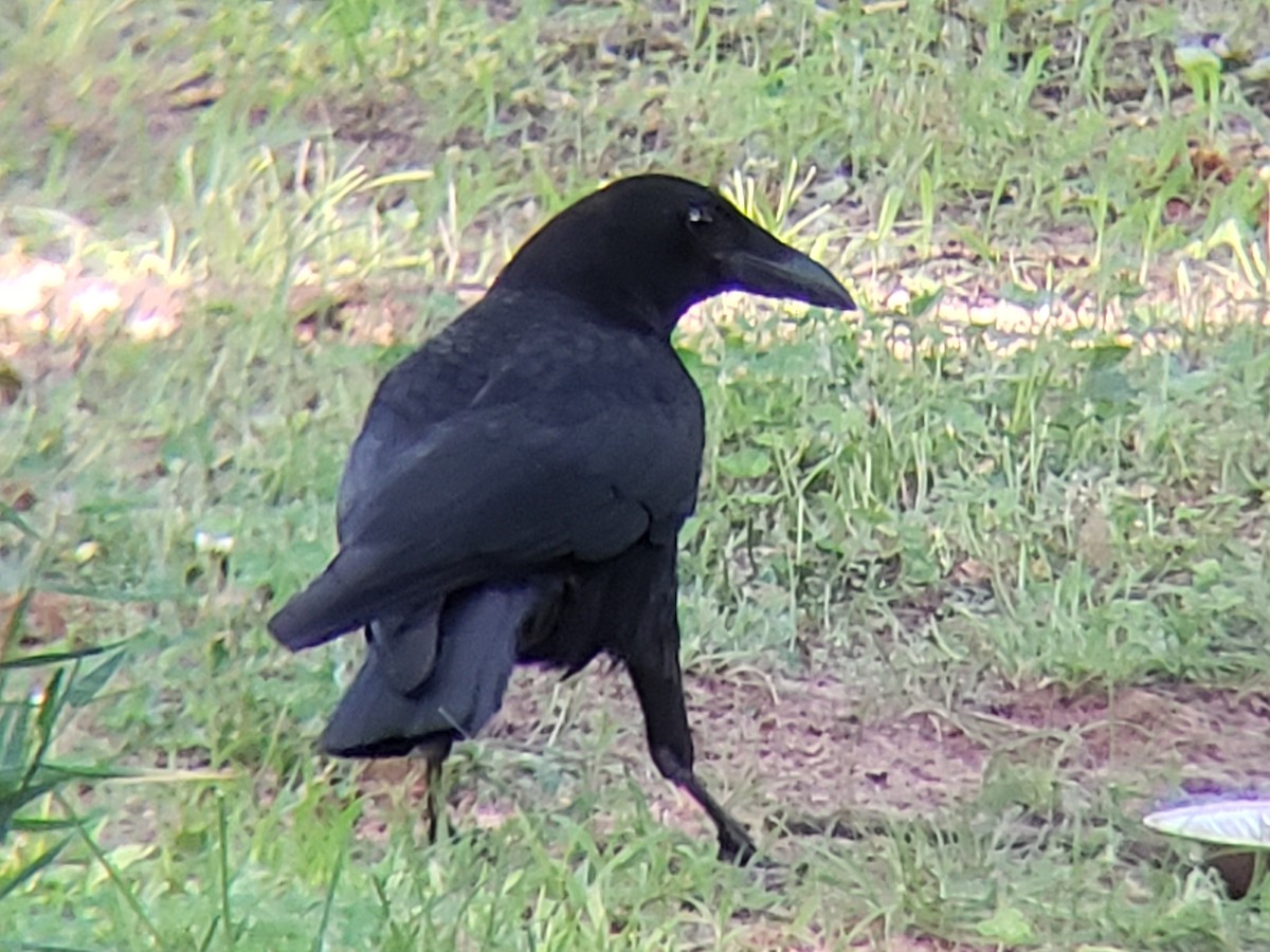 American Crow - Michelle Spacek