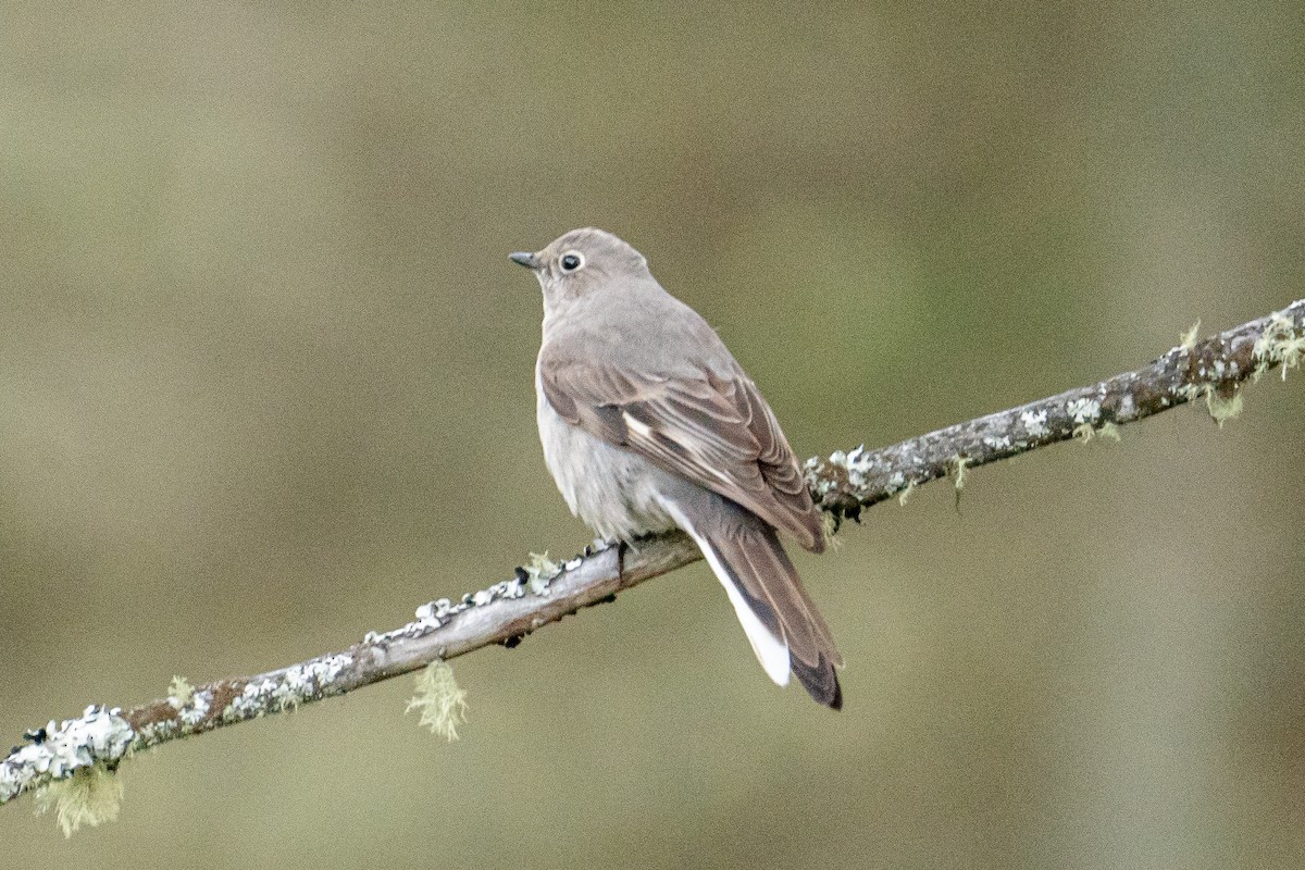 Townsend's Solitaire - patrick broom