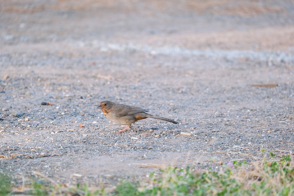 California Towhee - Rodolfo Ramírez