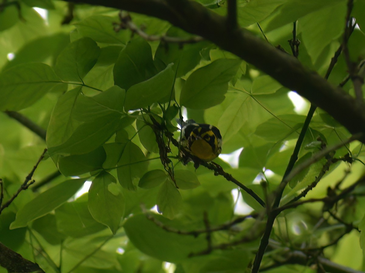 Blackburnian Warbler - Patrick McGill