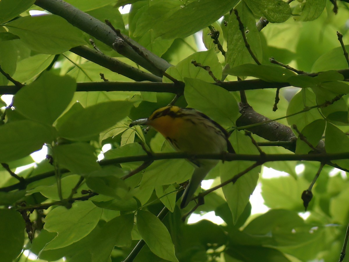 Blackburnian Warbler - Patrick McGill